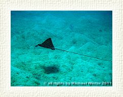 Eagle Ray3